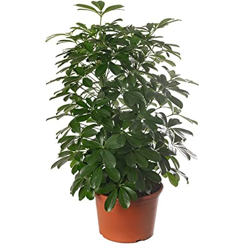 Schefflera Nora, große immergrüne Zimmerpflanze, idealesdekoriertes Zimmer mit exotischem Anstrich, belebt und pflegelei