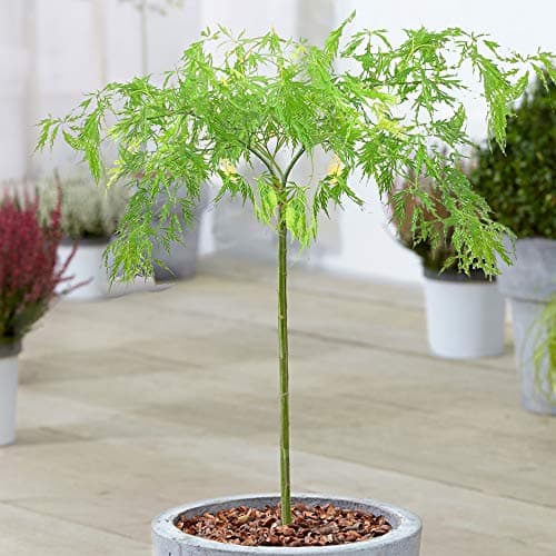**Acer Dissectum Baum - kleine Gärten - tolle Ahorn-Topf-Blütenpflanze**
| **Acer Dissectum Baum Japanisch - perfekt fü