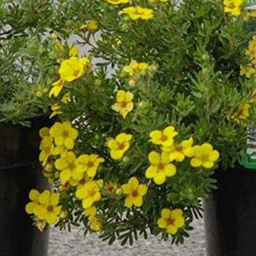 Potentilla 'Bella Lindsey' - lebhaft rosa Blühe für fortdauernde Sommerfarbe - Ideal für jardinier und Sonnengärten - 4