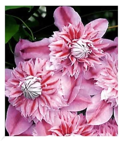 BALDRUGARTEN Waldrebe Clematis 'Josephine', mehrjährige blühende Kletterpflanze, winterhart, ebenen- und schmetterlingsf