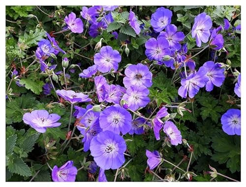3 x Geranium 'Rozanne ®' Topfe 1 Liter (Winterhart/Stauden/Staude/Mehrjährig/Bodendecker) - Farbenpracht von Frühling bi
