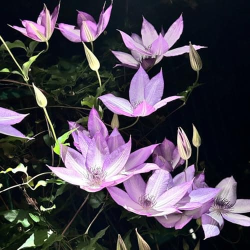 Clematis Pflanze Winterhart Mehrjährig Ideal für Pergolen und Zaune - Stark wachsend & easy zu kümmern - 3 Zwiebeln Pake