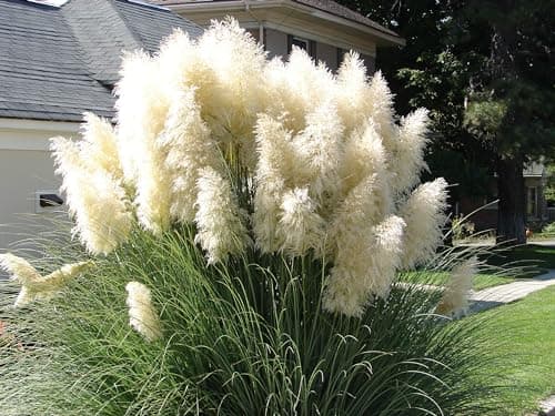 Stauden Gänge 3 x Cortaderia selloana 'White' im 1 Liter Topf - Majestätische, schneeweiße Federn für Ihren Garten -Idea