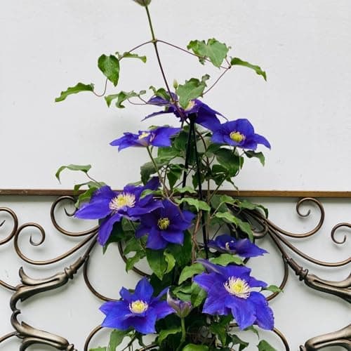 Clematis Knollen Winterhart - Robuste Pflanze für Anfänger-Perfect für Gartenanfänger-Blüten im Frühjahr-3-Zwiebel-Pflan