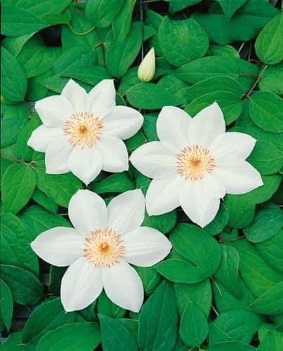 Clematis Hybride 'Destiny' - pflegeleicht, winterhart und ideal für Rankgerüste Weiße Blüten Mai-Septemberpiryhart Winte