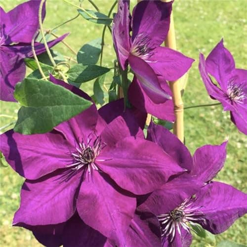Clematis Zwiebeln, Mix Mehrjahrig, Kletterpflanzen im Topf - Lange Blütezeit, Winterharte Bienenfreundlich, Balkon Pflan
