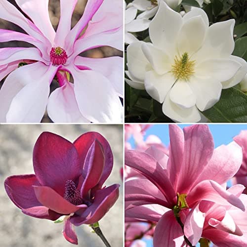 4 x Magnolienbaum Kollektion Sternmagnolie Winterhart & Tulpenmagnolie in 9 cm Töpfen für den Gartenrand | Blühende Laub