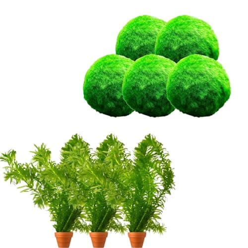 vdvelde.com - Grobes Hornblatt - 5 Liter - Schwimmende Sauerstoffpflanze - für Aquarier - ideales Sauerstoffierenetz - P