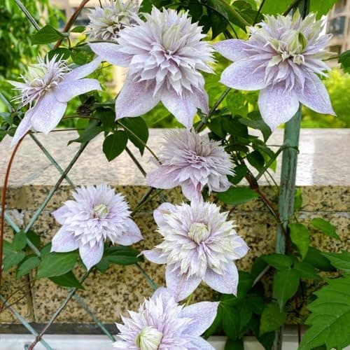 Clematis Knollen Winterhart - Robuste Pflanze für Anfänger-Perfect für Gartenanfänger-Blüten im Frühjahr-3-Zwiebel-Pflan