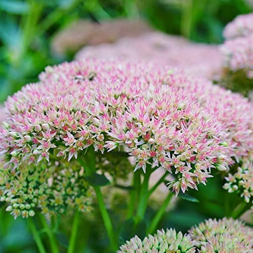 Sedum Herbstfreude - Laubabwerfende Gartenstaude für Anfänger im Garten | Herbstbazillar, edel, designed for beginners