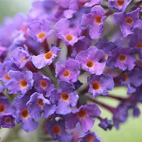 Buddleia Davidii Empire Blue Schmetterlingsflieder Duftender Gartenstrauch - Duft,Ideal für Vordergarten,Praktische Größ