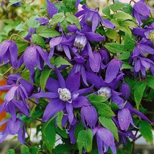 Clematis alpina 80-100 cm - Winterharte Rankpflanze, ideal für Rankgerüste, pflegeleicht und mit blauen Blüten im April-