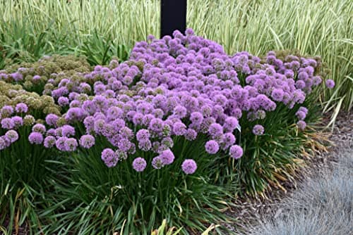 Allium 'Millenium' im 1 Liter Topf - Staude - Winterhart - Bienenfreundlich - Dauerblüher - für den Garten - 1 Liter Top