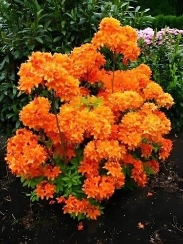 Bronzegelb Blühende Garten Azalee Rhododendron Luteum Golden Eagle 5 Liter Pflanzcontainer hoch 30-40 cm Trendige Blüte