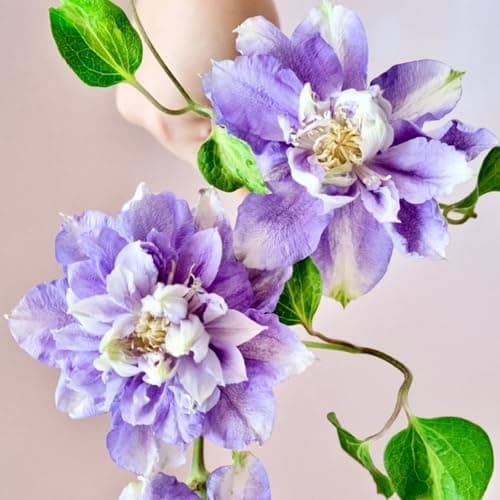 Clematis Knollen Winterhart - Gemütlich anzuchBUFFERING...eling für Anfänger - 3-Zwiebeln-Gartenpflanze - Leicht anpflan