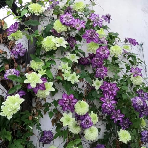 Clematis Knollen Winterhart - Gemütlich anzuchBUFFERING...eling für Anfänger - 3-Zwiebeln-Gartenpflanze - Leicht anpflan