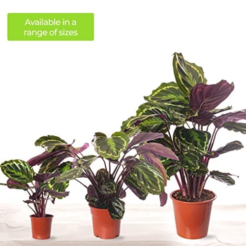 Calathea Medallion - große Zimmerpflanze, immergrüne Schönheit für jeden Raum, rustikal, selten