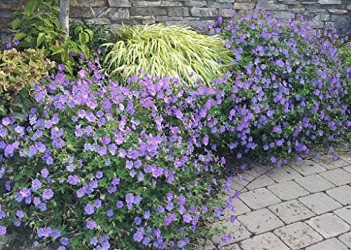 3 x Geranium 'Rozanne ®' Topfe 1 Liter (Winterhart/Stauden/Staude/Mehrjährig/Bodendecker) - Farbenpracht von Frühling bi