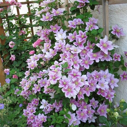 2-er Set Clematis Ville de Lyon & Clematis Nelly Moser - Rot und Rosa, Mehrjährig & Winterhart | 2 x 1,5 Liter Töpfe