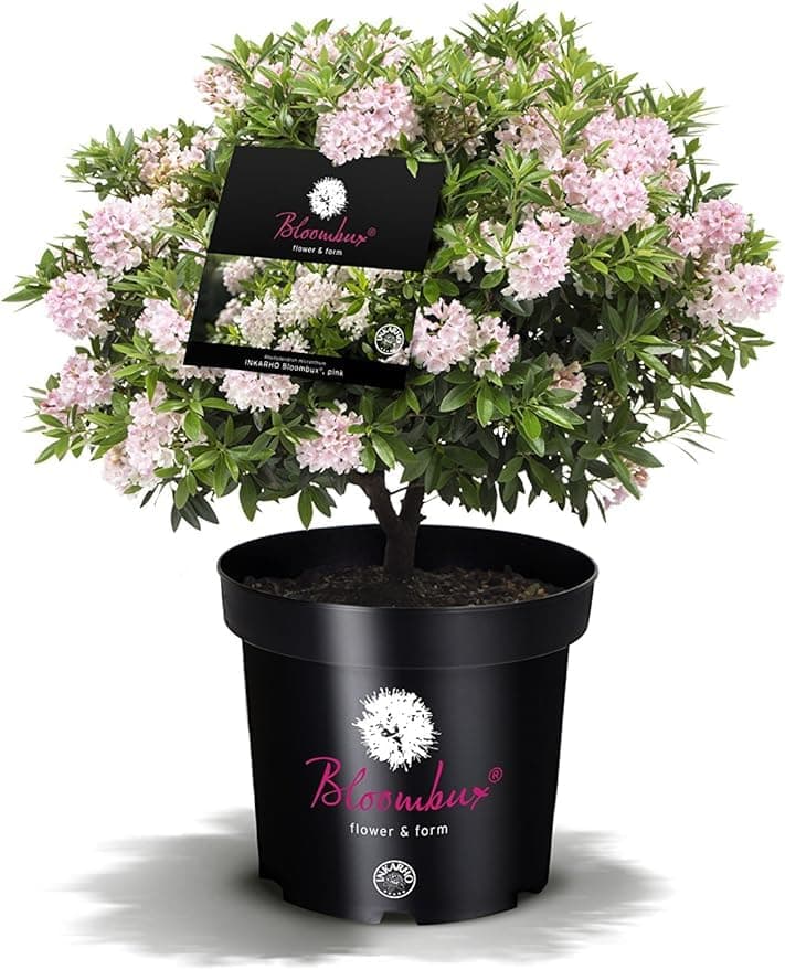 Pflanzcontainer INKARHO® Bloombux® Weltneuerung 20-25 cm Breit 2 Liter Flower & Form  
Weltneuerung INKARHO® Bloombux® N