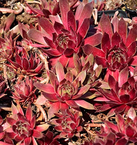 Dachwurz Red King - Sempervivum für Sonnig Positionen im Gartenujet