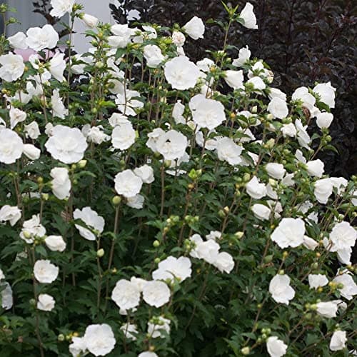Hibiscus Syriacus White Chiffon + Blühender Gartenstrauch + Einheimische Pflanze | Sommerblüten im Garten | Zierstrauch