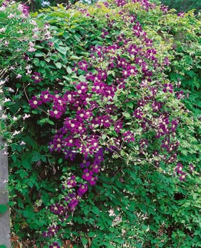 Clematis viticella 'Blue Belle' - Blaue Blüten, ideal für Rankgerüste, winterhart