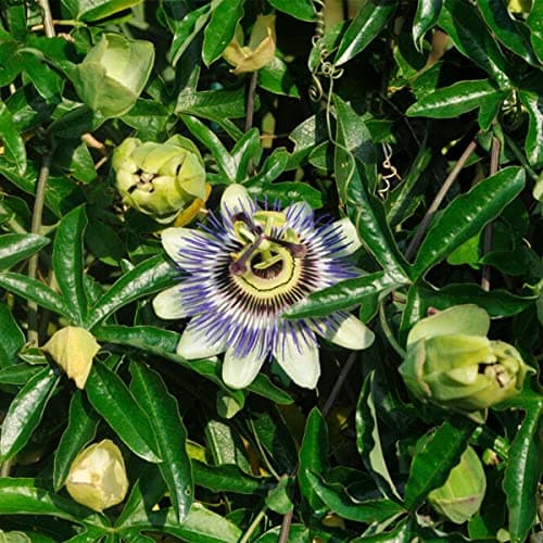 Bloomique Passiflora Caerulea - 50-70 cm Hoch, Winterhart, Topf 15 cm - Gartenpflanzen für Begonienliebhaber