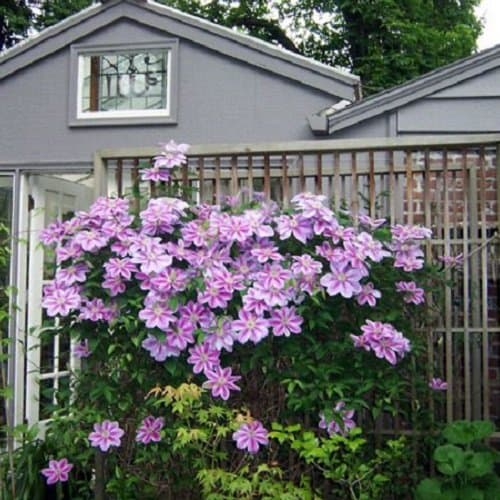 3 Clematis Kletterpflanzen Mix (3 für 2 bezahlen): Blau (Jackmanii), Rosa/Weiβ (Nelly Moser) & Rot (Ville de Lyon) - meh