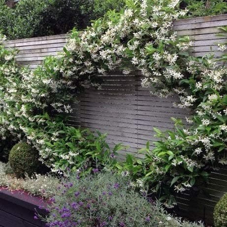 Sternjasmin Weiß - Winterhart - Immergrüner Duftjasmin - Gartenpflanze - 1,5 Liter Topf - Wachstum bis zu 400 cm - Winte