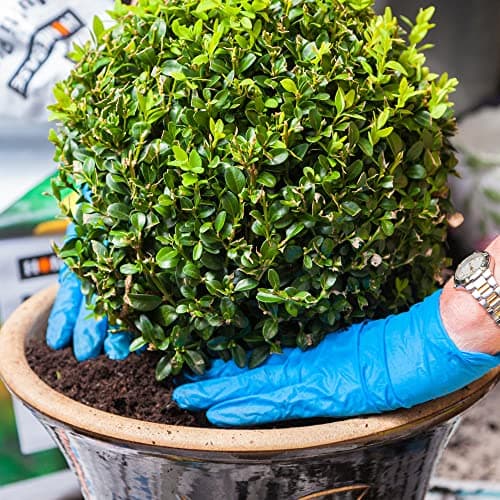 Baum Marketplace Buxus Ball Pack aus echten Buchsbaum-Immergrün-Topiary-Gartensträuchern für Wellness-Curern und Gärten