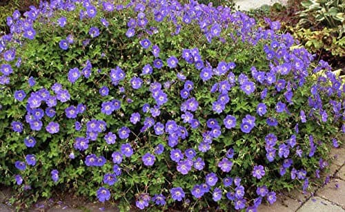 3 x Geranium 'Rozanne ®' Topfe 1 Liter (Winterhart/Stauden/Staude/Mehrjährig/Bodendecker) - Farbenpracht von Frühling bi