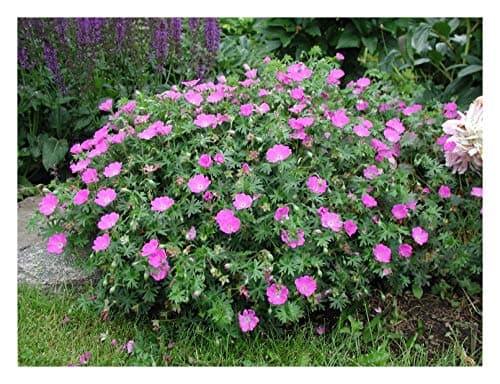 10 x Geranium sanguineum 'Max Frei' - Kompakt, leuchtend und unermüdlich blühend - Tolle leuchtende Blüten - für Gartena