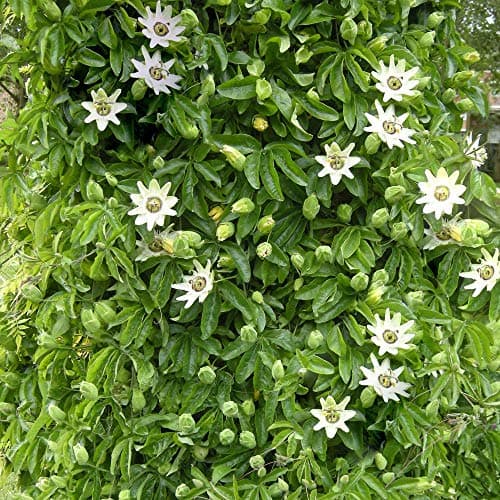 Passiflora 'Caerulea' halbimmergrüner Winterharter Gartenstrauch 1.5L Topf