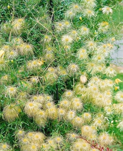 Clematis tangutica 40-60 cm - Gold-Waldrebe, bienenfreundlich, winterhart