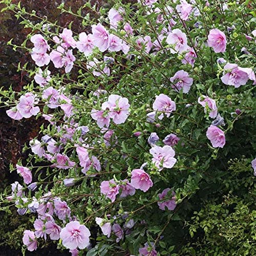 Hibiscus Syriacus Lavendel Chiffon | Blühender Gartenstrauch für Anfänger | TerrassensOGartenobastrae 20-30cm (inkl. Top