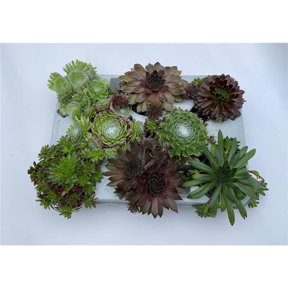 HAUSWURZ MIX SET - Dachwurz, Sempervivum, winterhart, Blumen'Eber 8er Mix für Gärtner in Topfgröße 9-10 cm - Optimal für