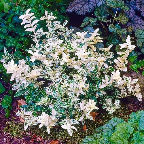 Gardener's Dream Euonymus Harlequin Baum - Idylleschwender für Garten, Balkon und Terrasse, Winterhart, 70-80 cm (Beigei