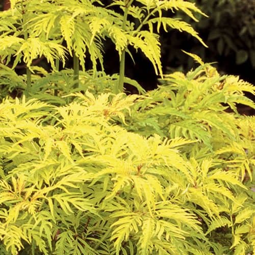 Sambucus 'Sutherland Gold' - Lebendiger Goldblatt-Holunder - Ideal für Schattigen Bereiche - Zentrale Merkmale - Hellend