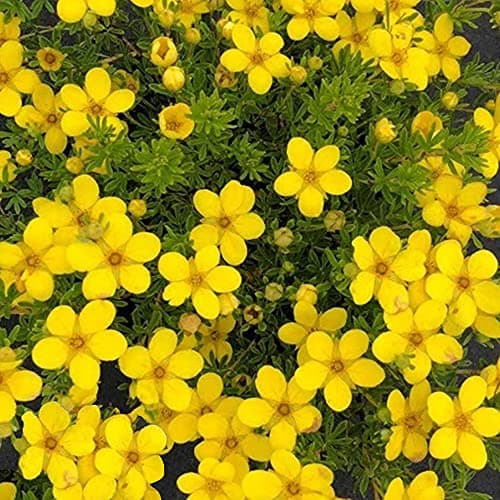 Potentilla 'Bella Lindsey' - lebhaft rosa Blühe für fortdauernde Sommerfarbe - Ideal für jardinier und Sonnengärten - 4