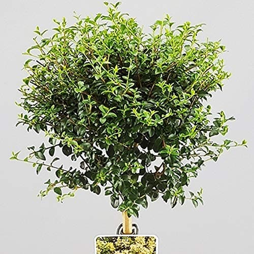 Immergrüner Ligusterbaum | Ideal für Terrassen, Beete und kleine Gärten | Hochwertiger gerader Stamm