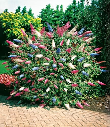 BALDUR Garten dreifarbiger Schmetterlingsstrauch 'Papillion Tricolor', winterhart, trockenresistent, bienenfreundlich