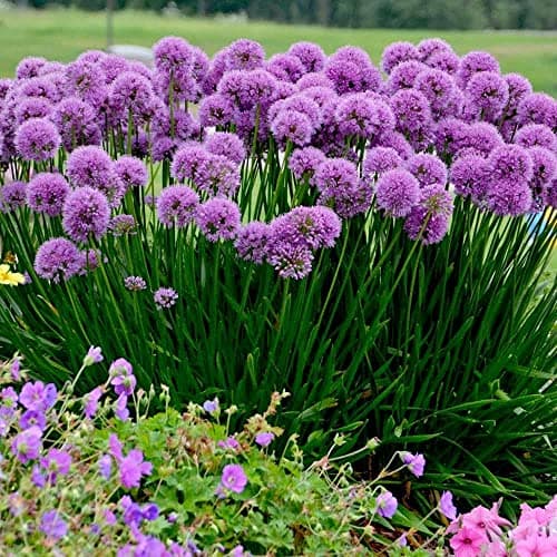 Allium 'Millenium' im 1 Liter Topf - Staude - Winterhart - Bienenfreundlich - Dauerblüher - für den Garten - 1 Liter Top