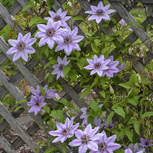 2-er Set Clematis Ville de Lyon & Clematis Nelly Moser - Rot und Rosa, Mehrjährig & Winterhart | 2 x 1,5 Liter Töpfe