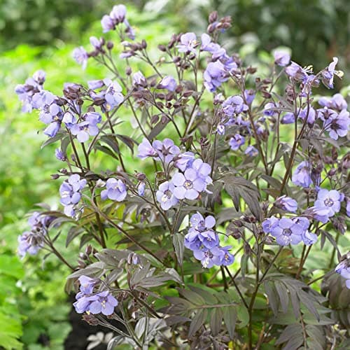 Jacobsleiter Polemonium Heavenly Scent Laubabwerfende Gartenstaude für Blumenbecken und Randbereiche mit großen Blüten u
