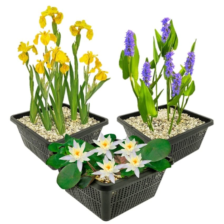 Van der Velde Wasserpflanzen Set Winterhart - 9 Teichpflanzen - Für Miniteiche und große Gartenteiche - Seerose, Schwane