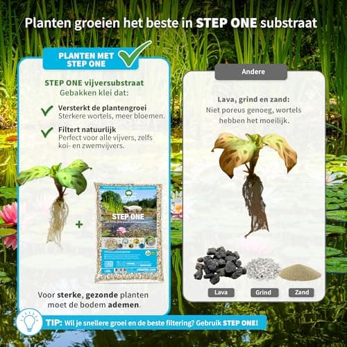 Vdvelde.com - Große Stranddistel für Teichpflanzenfilter - Winterharte Teichpflanzen - 30 lose Filterpflanzen - Für ca.
