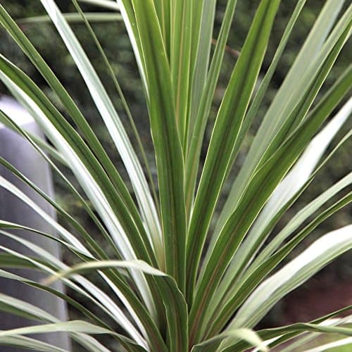 Cordyline australis Atlantisches Grün Pflanzenkultur für Haus und Gartenngrößere Größen verfügbarPopulaire Suchbegriffe