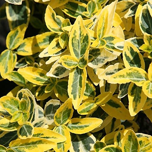 Emerald 'n Gold Euonymus fortunei Immergrüner Strauch - Topf für Gartenanpflanzungen - Hellgrüne und goldfarbene Blätter
