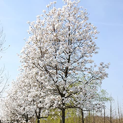 Magnolia Merrill, blühender laubabwerdender Strauch, für den Gartenbereich, ideal für den Outdoor-Garten, großzügige Blü